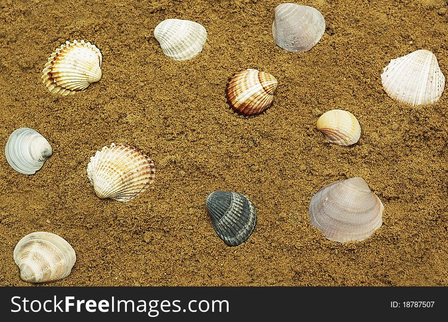 Sea shells on the sand, sunny summer day