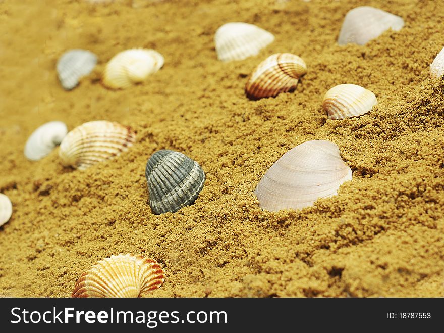 Sea shells on the sand, sunny summer day