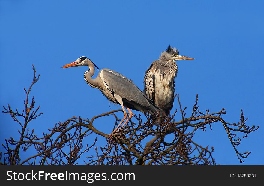 Grey Herons on the Top of a Tree