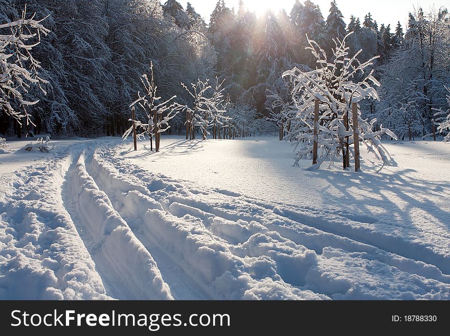 Ski track and winter tree in snow after the storm. Ski track and winter tree in snow after the storm