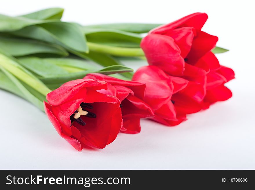 Bunch of fresh red tulips