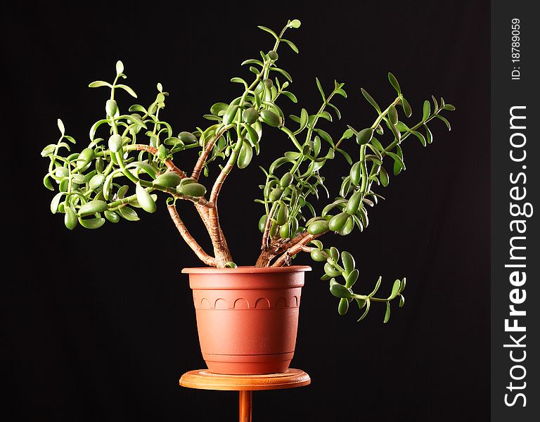 Crassula - home plant. Other name a - monetary tree. Isolated on a black background. Crassula - home plant. Other name a - monetary tree. Isolated on a black background