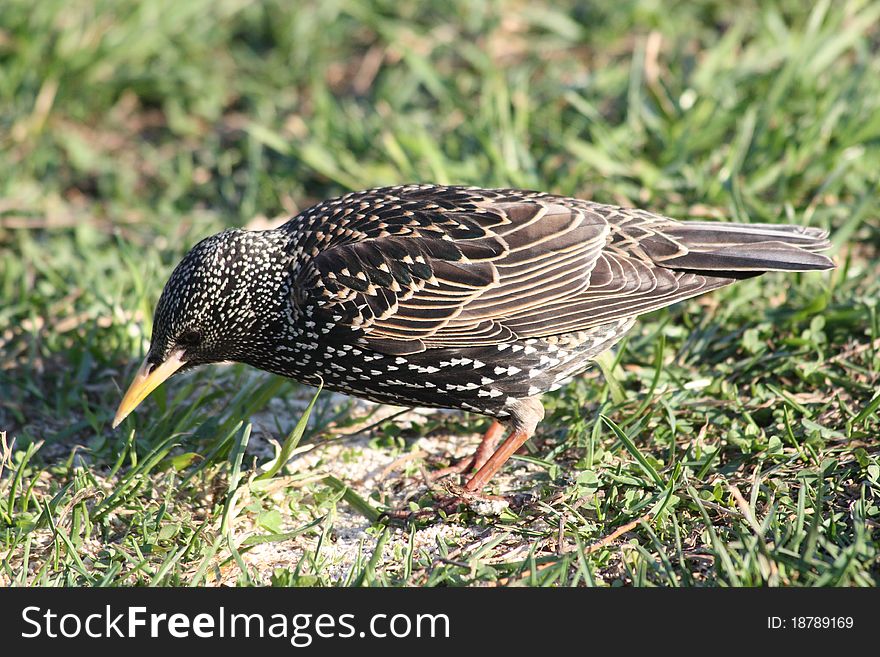 Starling feeding on the grass. Close-up