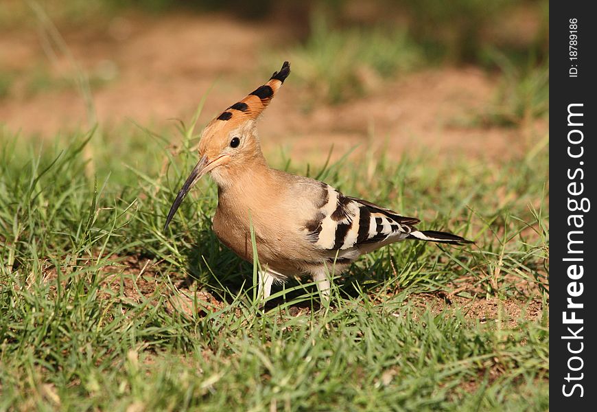 Hoopoe In The Grass