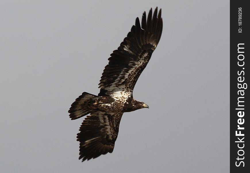 Young bald eagle in flight. Spread wings.