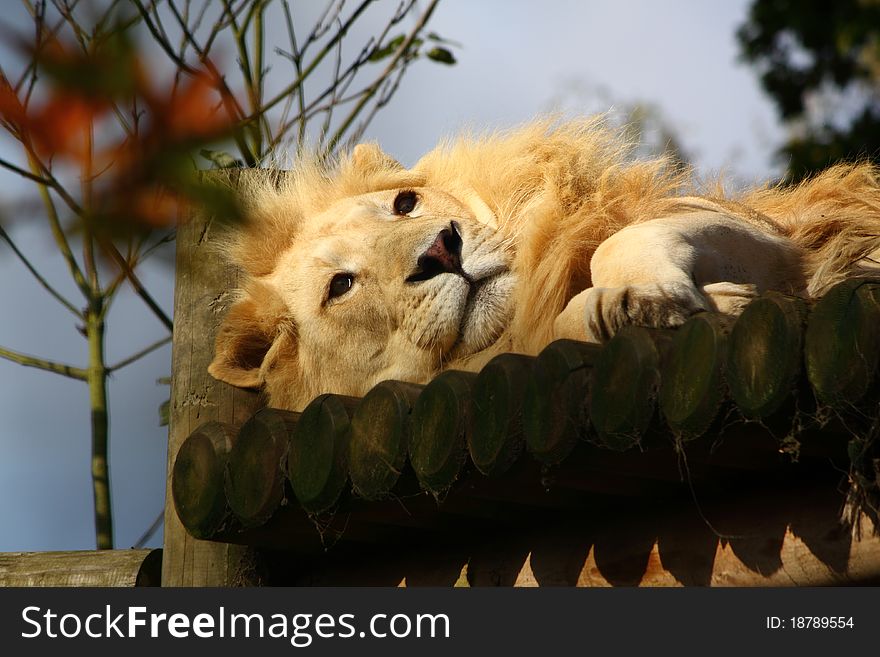 Lazy life for a zoo lion. Lazy life for a zoo lion