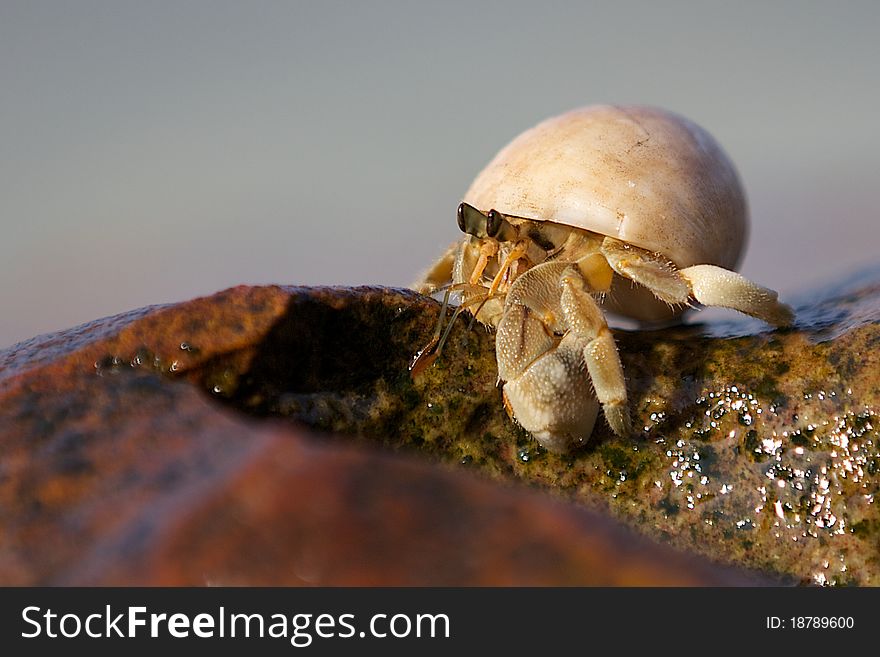 Beautiful little hermit with big eyes and claws rawling the granite rock