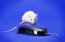 White Mouse On A Computer Mouse Stock Photo