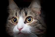 Portrait Of A Maine Coon Cat Stock Photos Portrait Of A Maine Coon Cat Stock Photos