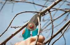 Pruning Royalty Free Stock Photography Pruning Royalty Free Stock Photography