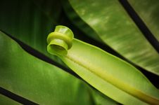 Curly Young Fern. Stock Images Curly Young Fern. Stock Images