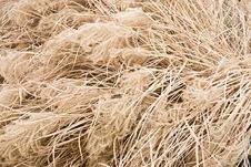 Pampas Grass Royalty Free Stock Images Pampas Grass Royalty Free Stock Images