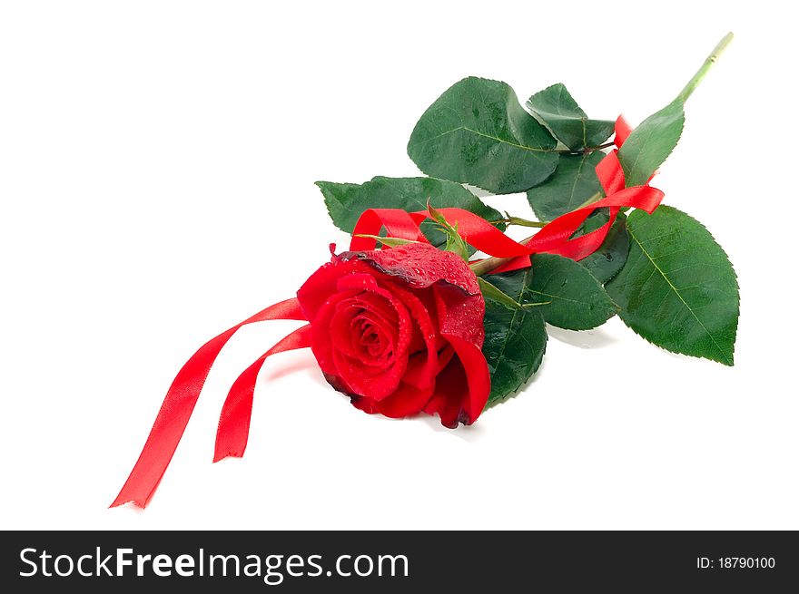 Red rose and flight isolated on a white background. Red rose and flight isolated on a white background
