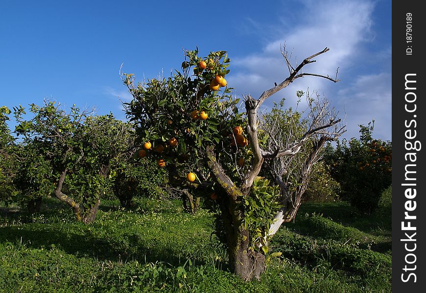 Old Spanish garden whit orange tree. Old Spanish garden whit orange tree