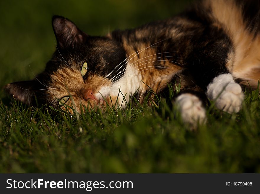 Cat lying in the grass