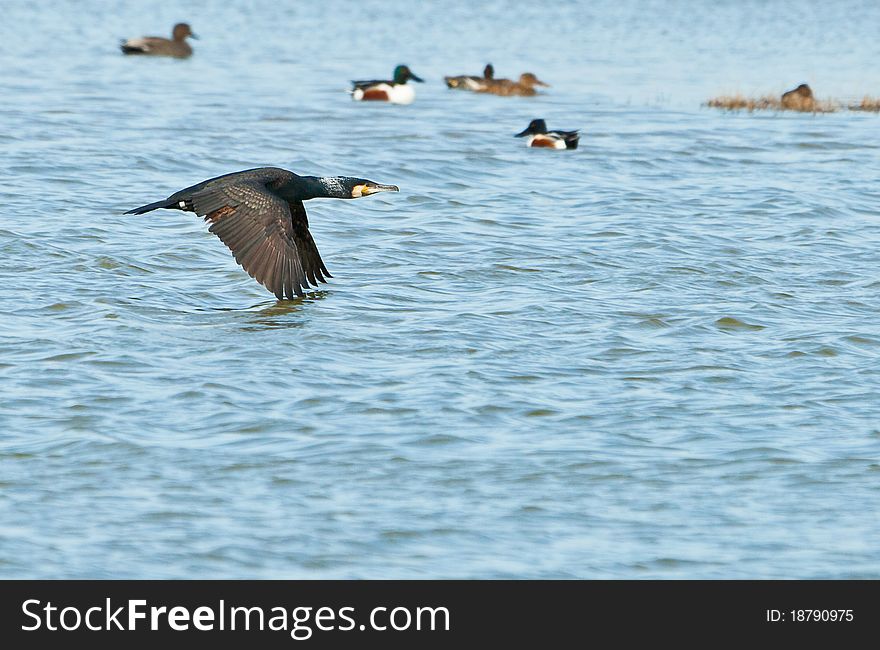 A Great Cormorant (Phalacrocorax carbo) flies close over the water surface at a lagoon at the Llobregat river nature reserve in northeastern Spain. A Great Cormorant (Phalacrocorax carbo) flies close over the water surface at a lagoon at the Llobregat river nature reserve in northeastern Spain.