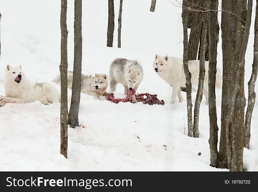 Wolf prey being eaten in the snow. Wolf prey being eaten in the snow