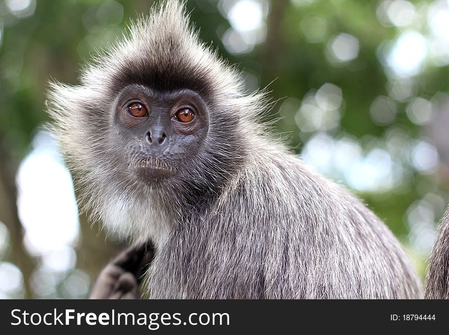 Portrait of the monkey looking into the camera