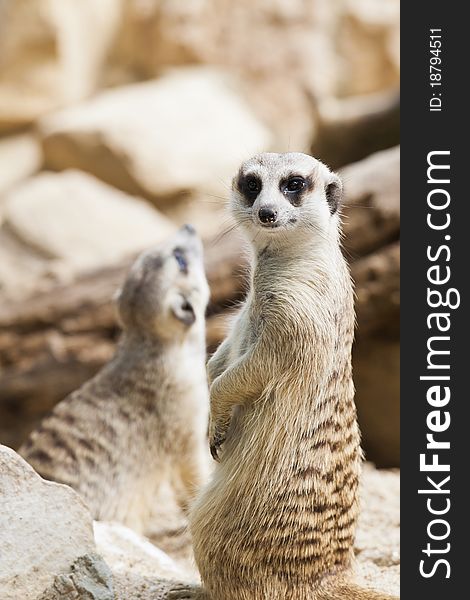 Small meerkat standing with tail looking toward camera