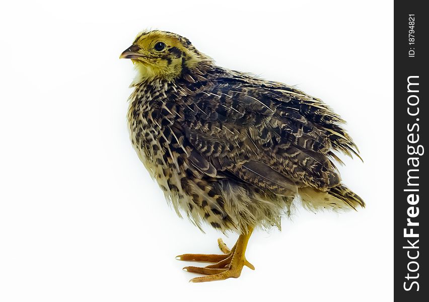 This shot of nestling quail was taken on a white background. This shot of nestling quail was taken on a white background