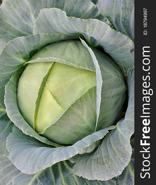 Head of cabbage by closeup. Head of cabbage by closeup.