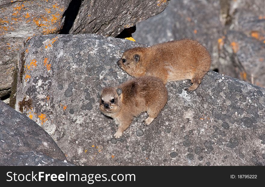 Two baby rock hyrax on table mountain in south africa