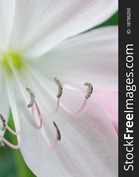 White Llium flower detail on anthers. White Llium flower detail on anthers