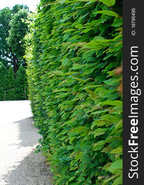 Green vegetative fence in a classical garden profile view. Green vegetative fence in a classical garden profile view