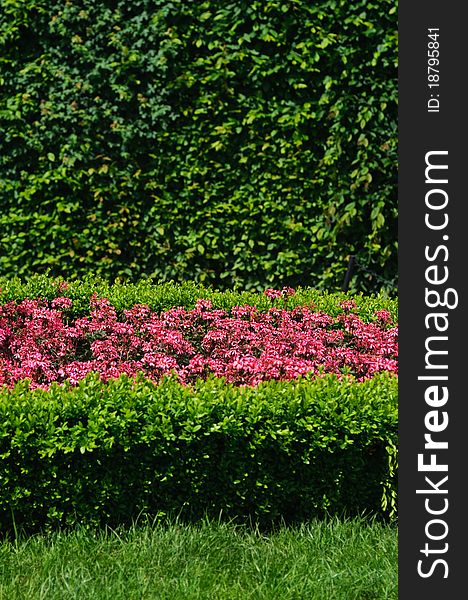 Evergreen topiary and Geranium flower bed in a park. Evergreen topiary and Geranium flower bed in a park