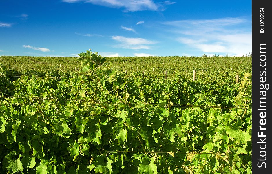 Vineyards For Wine Making