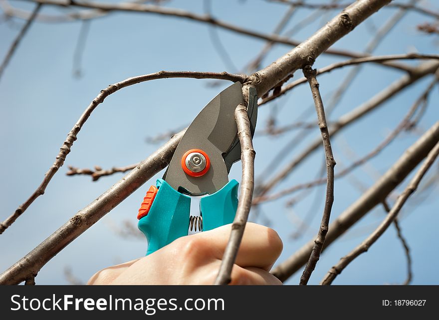 Cutting tree with a pruning shears