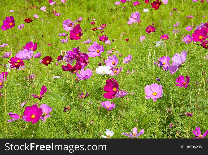 Meadow covered in cosmos, a wildflower that covers the south african landscape in summer. Meadow covered in cosmos, a wildflower that covers the south african landscape in summer