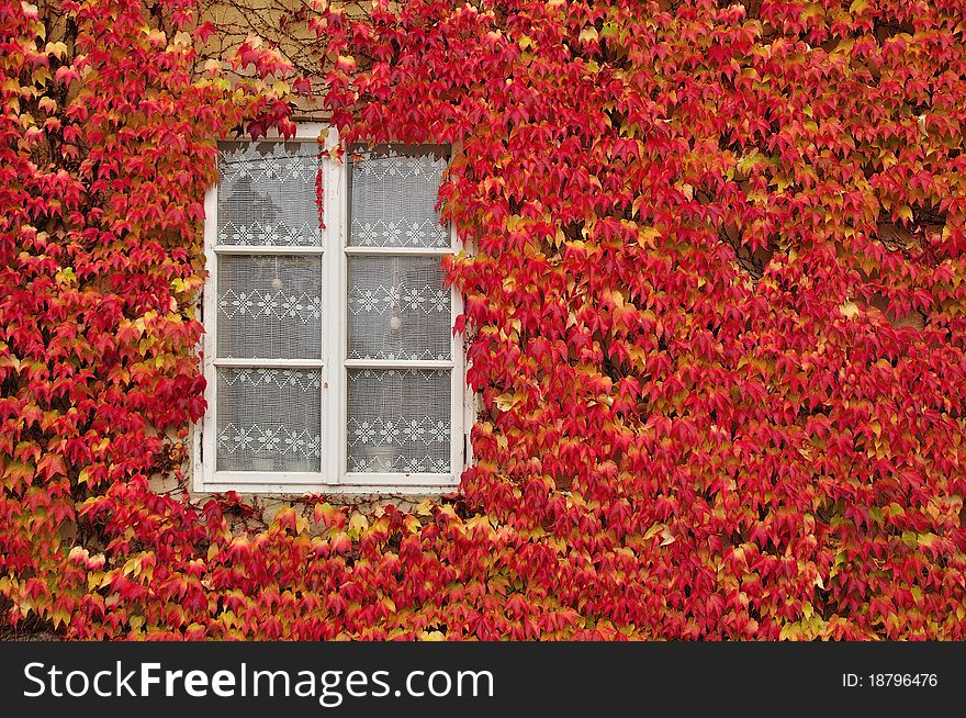 Wall with a window covered with red leaves
