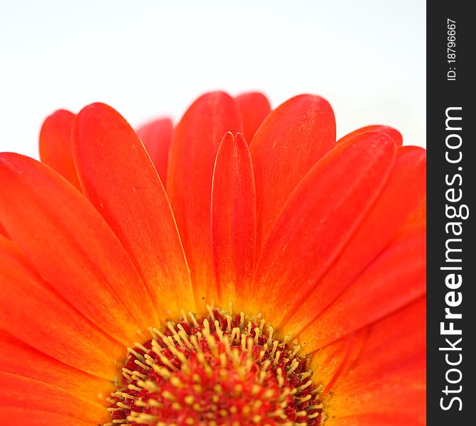 Flower background. Gerbera on the white background. Flower background. Gerbera on the white background