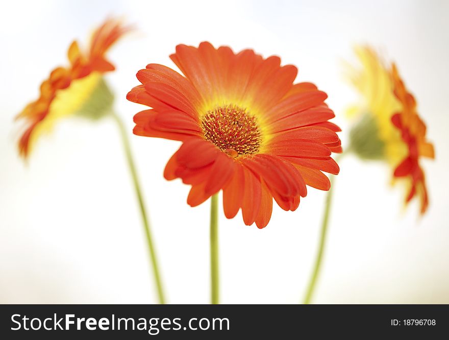 Flower background. Three gerberas on the white background. Flower background. Three gerberas on the white background