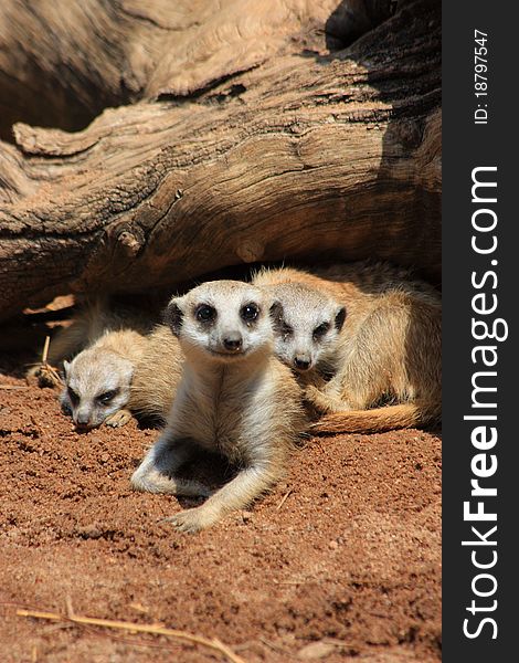 This is a picture of a meercat mom with her kids under a tree stump. This is a picture of a meercat mom with her kids under a tree stump