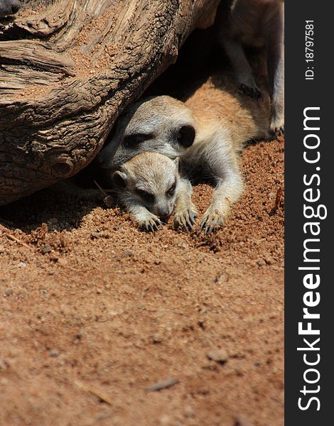 Meercat Mom With Baby