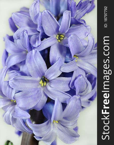 Blue Hyacinthus orientalis, Common Hyacinth