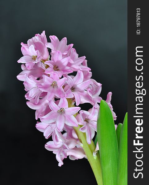 Pink Hyacinthus orientalis, Common Hyacinth