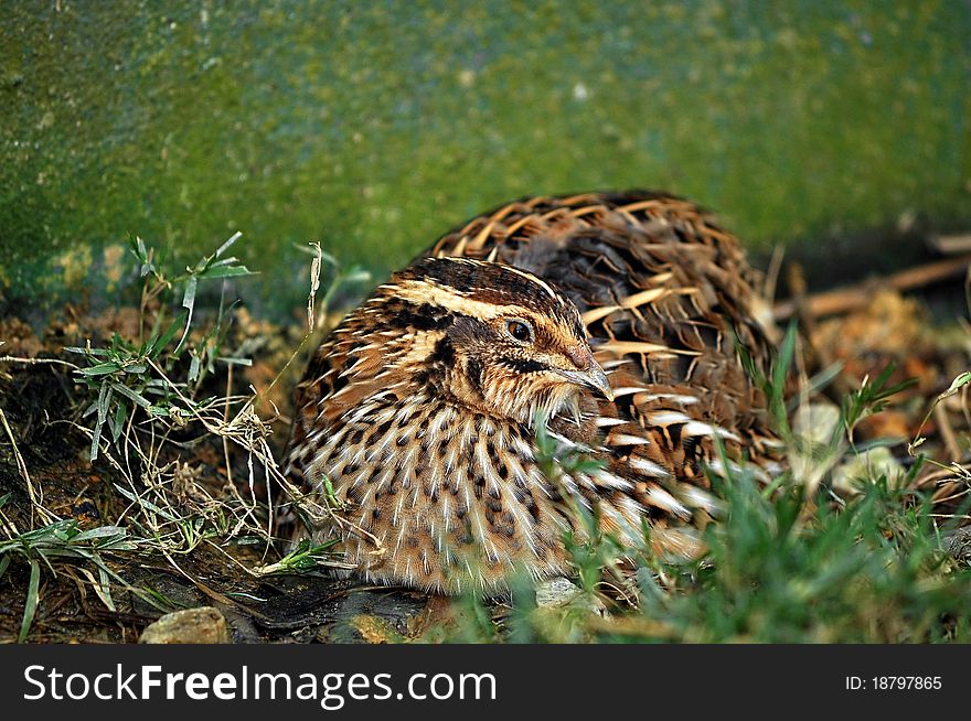 Tiny nesting Quail bird resting behind a hedge. Tiny nesting Quail bird resting behind a hedge.