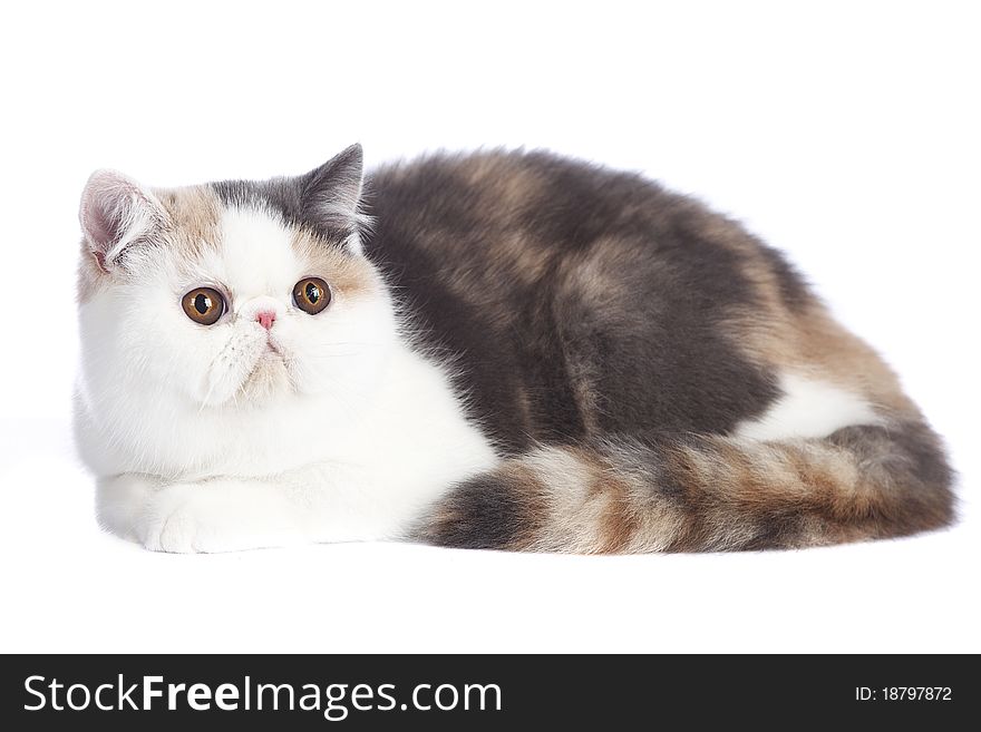 Beautiful calico exotic cat against white background. Beautiful calico exotic cat against white background