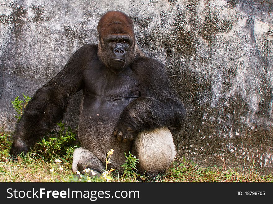 A female Western Lowland Gorilla sitting near a wall with a serious expression.