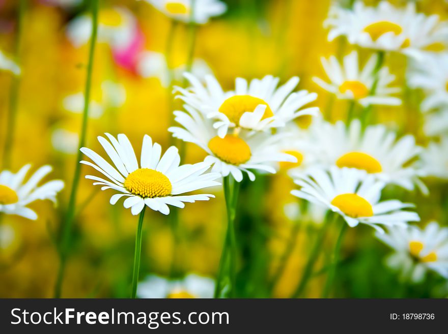 Field of daisies.