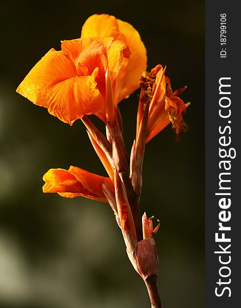 Close up shot of hibiscus facing the morning sun