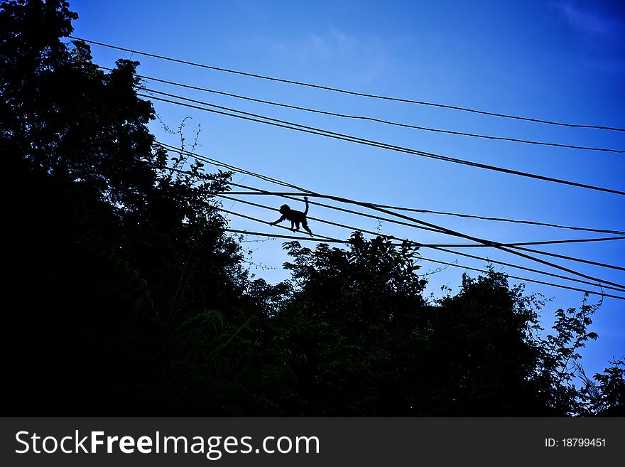 Evening, the silhouette of the little monkeys running on electric wires. Evening, the silhouette of the little monkeys running on electric wires