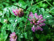 Rainy Day On A Meadow With Raindrops That Washes The Leaves And Flowers Of Clover Stock Photo