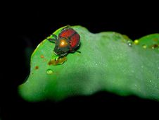Dew Drinking Bug Royalty Free Stock Photos Dew Drinking Bug Royalty Free Stock Photos