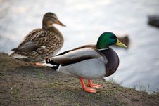 Ducks Royalty Free Stock Images Ducks Royalty Free Stock Images