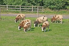Brown And White Sheep Royalty Free Stock Photos Brown And White Sheep Royalty Free Stock Photos