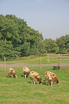 Brown And White Sheep Stock Photos Brown And White Sheep Stock Photos